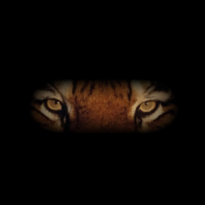 Eye of The Tiger